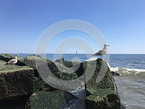 Seagulls during Sunny Day in August at Coney Island Beach in Brooklyn, New York, NY.