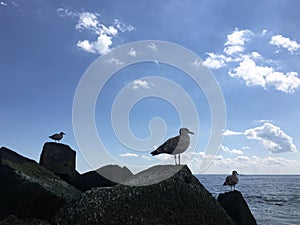 Seagulls during Sunny Day in August at Coney Island Beach in Brooklyn, New York, NY.