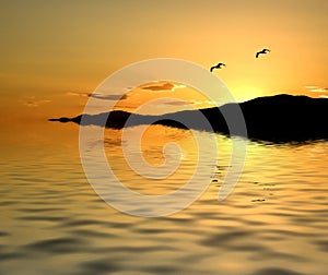 Seagulls at Sunset