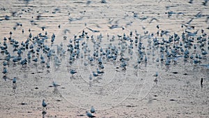 Seagulls with sunset at Bang Pu beach.