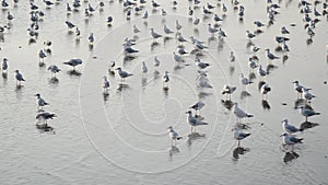 Seagulls with sunset at Bang Pu beach.