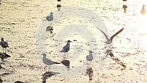 Seagulls with sunset at Bang Pu beach.