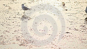 Seagulls with sunset at Bang Pu beach.