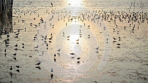 Seagulls with sunset at Bang Pu beach.