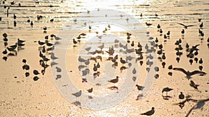 Seagulls with sunset at Bang Pu beach.