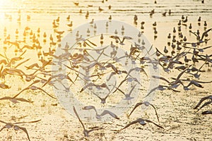 Seagulls with sunset at Bang Pu beach Samutprakarn.