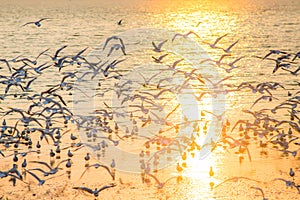 Seagulls with sunset at Bang Pu beach Samutprakarn.