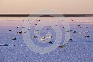 Seagulls on sunset Genichesk pink  salty lake, Ukraine