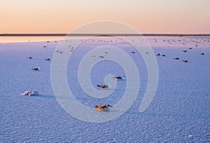 Seagulls on sunset Genichesk pink  salty lake, Ukraine