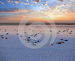 Seagulls on sunset Genichesk pink  salty lake, Ukraine