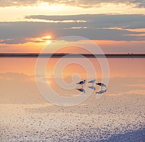 Seagulls on sunset Genichesk pink  salty lake, Ukraine