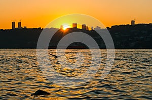 Seagulls and sunset over the city of Istanbul, Turkey