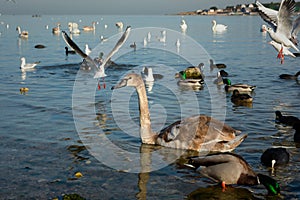 Seagulls swans ducks sea beach