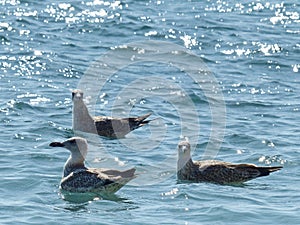 Seagulls swaying on the sea waves are a good sign - for good, windless weather.