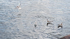 seagulls swim in beautiful northern lake with muddy water