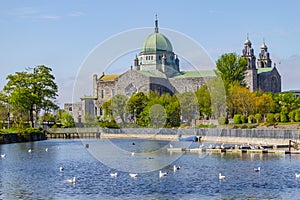 Seagulls swimming in Corrib river and Galway Cathedral