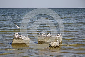 Seagulls in Taganrog Bay of Sea of Azov, Russia photo