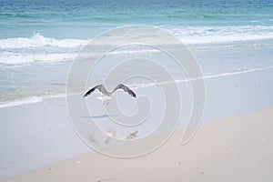 Seagulls take off from the white sand beach with waves crashing on the sand