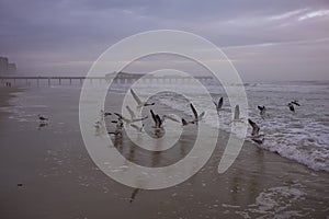 Seagulls take to flight from the beach at Daytona Beach, Florida