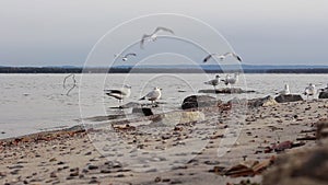 Seagulls taking off and landing on rocks on a river beach