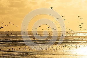 Seagulls taking to the air off a beach during sunset