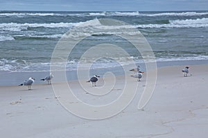 Seagulls and terns 