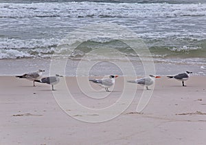 Seagulls and terns stand on the beach
