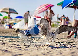 Seagulls towards the end of the day at the beach, waiting for the beach-goers to leave to recover their remains of food.