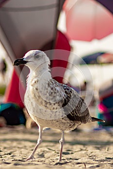 Seagulls towards the end of the day at the beach, waiting for the beach-goers to leave to recover their remains of food.