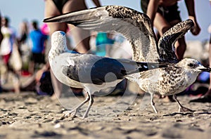 Seagulls towards the end of the day at the beach, waiting for the beach-goers to leave to recover their remains of food.