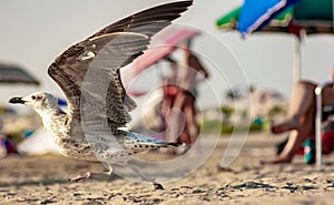 Seagulls towards the end of the day at the beach, waiting for the beach-goers to leave to recover their remains of food.