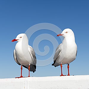 Seagulls
