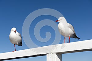 Seagulls