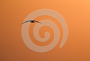 Black-headed gull in flight