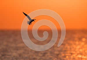 Black-headed gull hovering