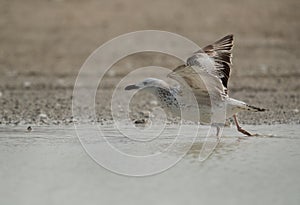 Juveline Heuglins gull taking flight photo