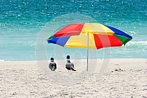 Seagulls Under Beach Umbrella