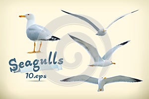 Seagulls vector icons