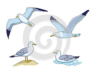 Seagulls - vector illustration