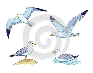 Seagulls - vector illustration photo