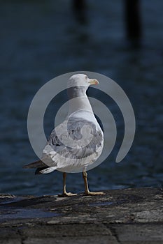 Seagulls in Venice, close-up view in Venice