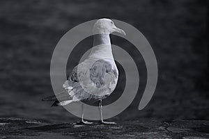 Seagulls in Venice, close-up view in Venice