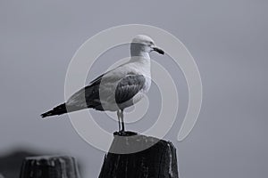 Seagulls in Venice, close-up view in Venice