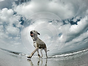 Gaviotas sobre el el perro 