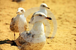 Seagulls waddle on beach sand