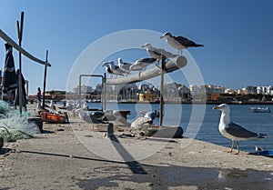 Seagulls Waitiing to Feed