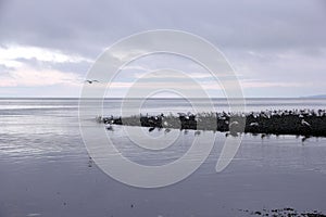 Seagulls waiting for the Chum Salmon Spawn