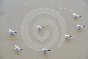 Seagulls walk along sandy shore.