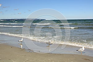 Seagulls walk on the beach