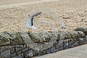 Seagulls on a wall by Barry Island Beach in Wales